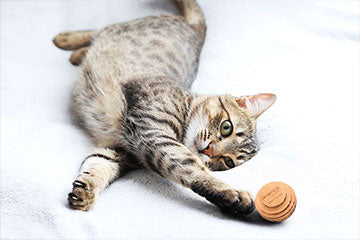 Cat Playing with Ball