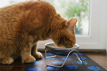 Cat drinking water from raised bowl