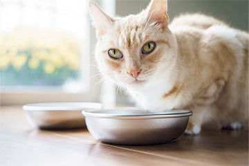 Cat eating from bowl