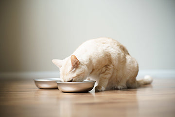Cat eating from stainless steel bowl