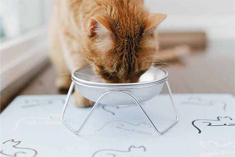 Stainless Steel Cat Bowl Care