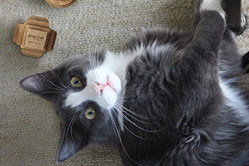 Cat Toys Made in USA