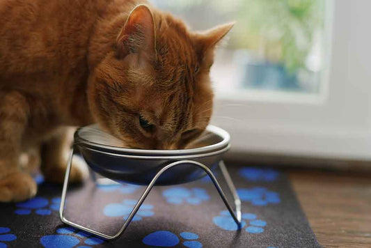 Raised cat bowl