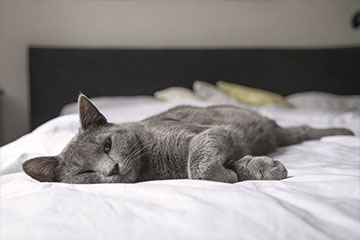 How to Play with Older Cats