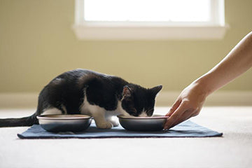 Cat owner feeding cat from stainless steel cat bowl instead of plastic or ceramic cat bowl