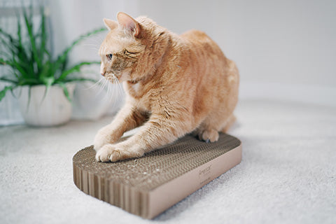 Cardboard cat scratcher