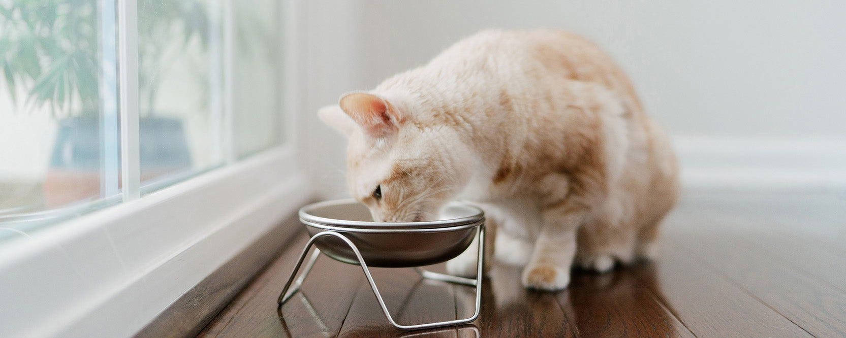 Cat products made in the USA