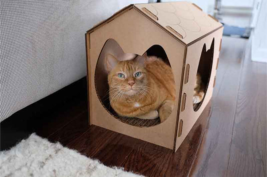 Cat inside scratcher house
