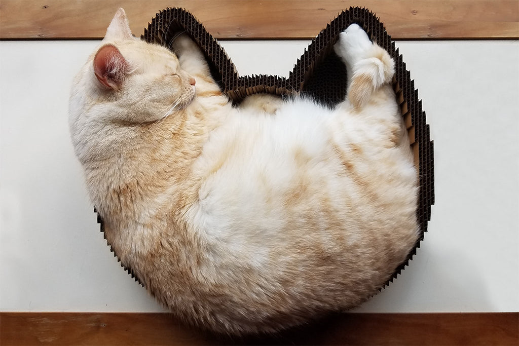Orange cat sleeping in made in the USA cat scratcher bed