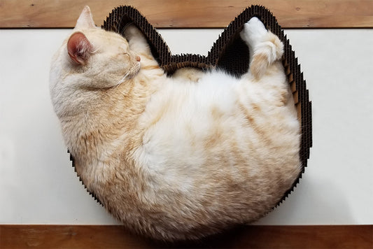 Orange cat sleeping in made in the USA cat scratcher bed