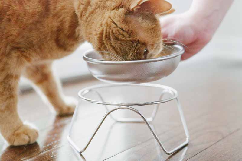 Cat eating from bowl while placing it on bowl stand