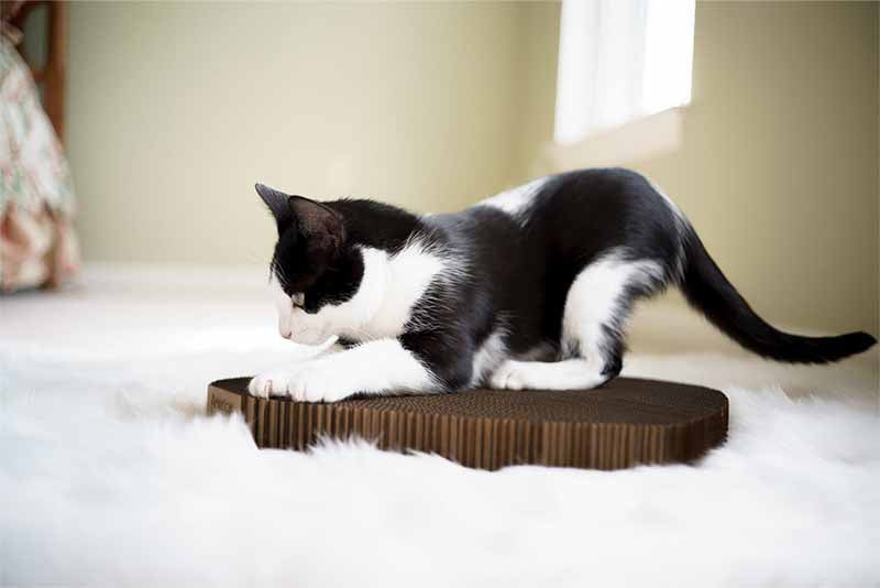 Cat scratching made in USA scratch pad