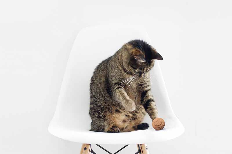 Cat playing with made in USA toy
