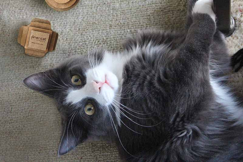 Cat with made in USA toys