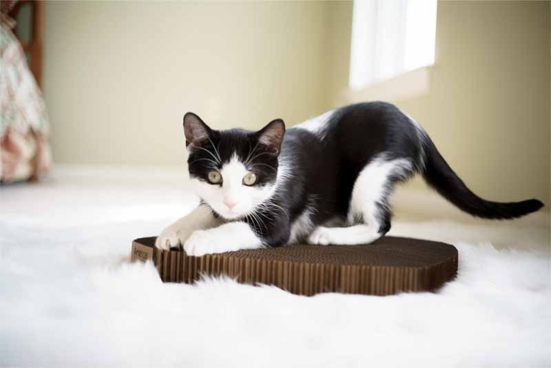 Cat scratching made in USA durable cat scratcher