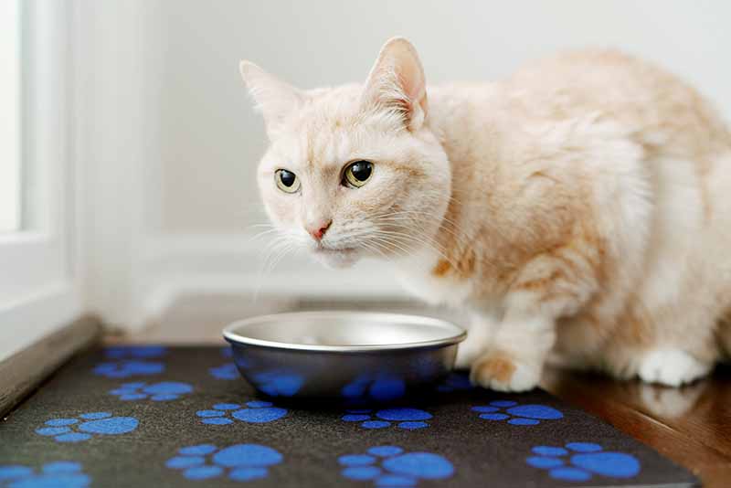 Cat eating on paw print feeding mat