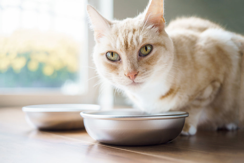 Cat finished eating from stainless steel cat bowl