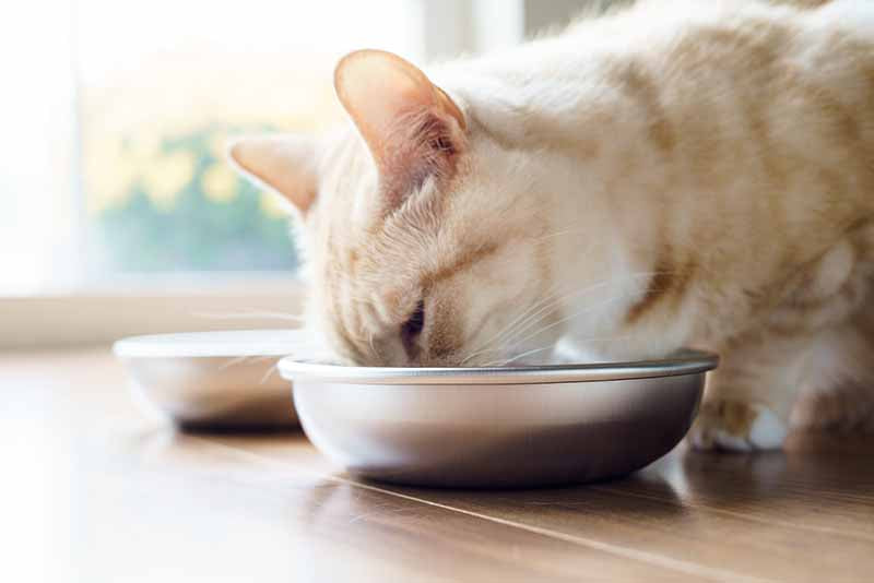 Cat eating from stainless steel cat bowl