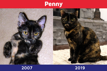 Penny as kitten and adult