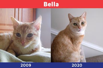 Bella as kitten and adult cat