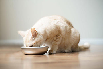 Orange cat eating from cat food bowl