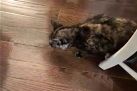 Cat Asthma Symptoms: What I Learned From Nelly’s Asthma