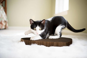 Black and white cat about to scratch an Americat Company scratching pad