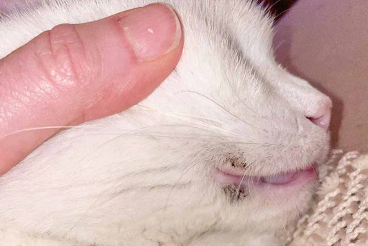 Cat Acne 101: What Causes It? What is the Best Treatment?