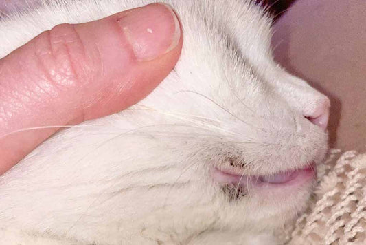 Cat acne