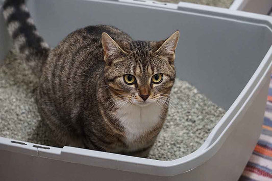 Cat in litter box