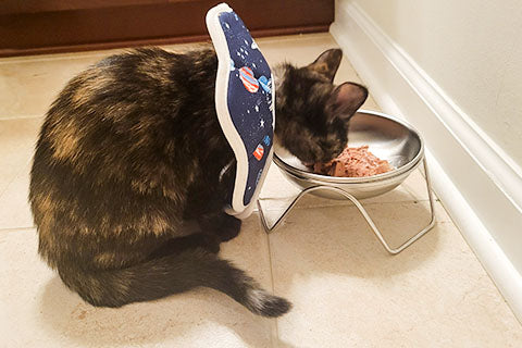 Giardia in Cats – What I Learned