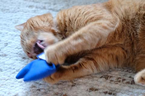 Are catnip toys safe for cats?