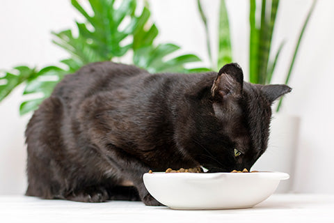 Avoid Ceramic Cat Bowls