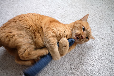 Kicker Toys For Cats