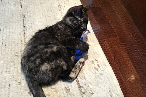 Can Kittens Have Catnip Toys?