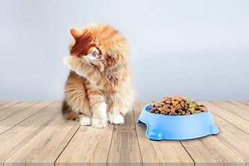 Cat with plastic bowl