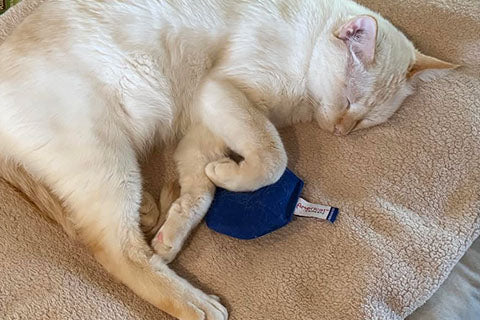 Best Plush Catnip Toy