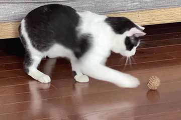 Cat playing with safe cat toy