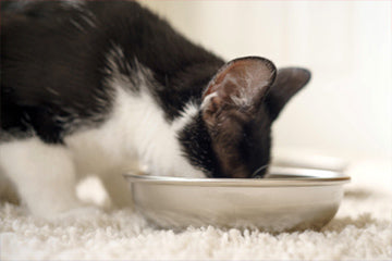 Separate cat bowl