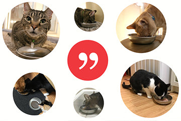 Cats using stainless steel cat bowls from Americat Company