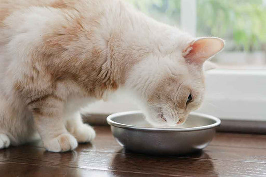 Should cat food and water be next to each other?