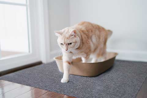 Where to Put the Cat Litter Box