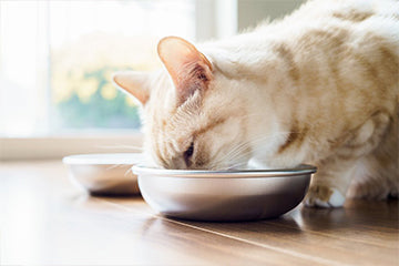 Orange cat eating from a cat bowl to prevent whisker fatigue