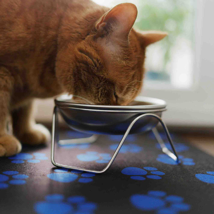 Where To Put Cat Food & Water Bowls Americat Company