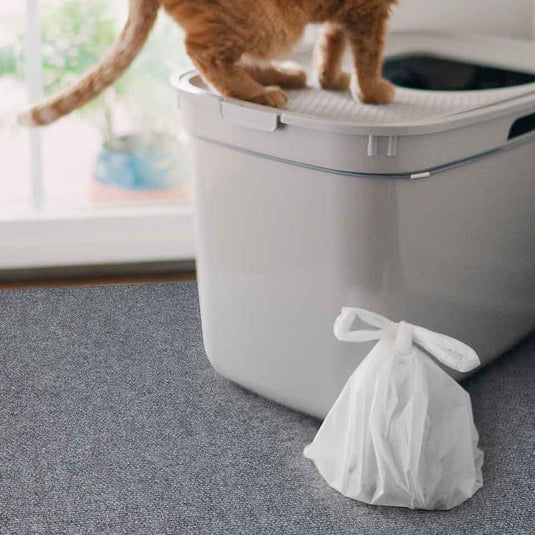 Where To Put Cat Food & Water Bowls Americat Company