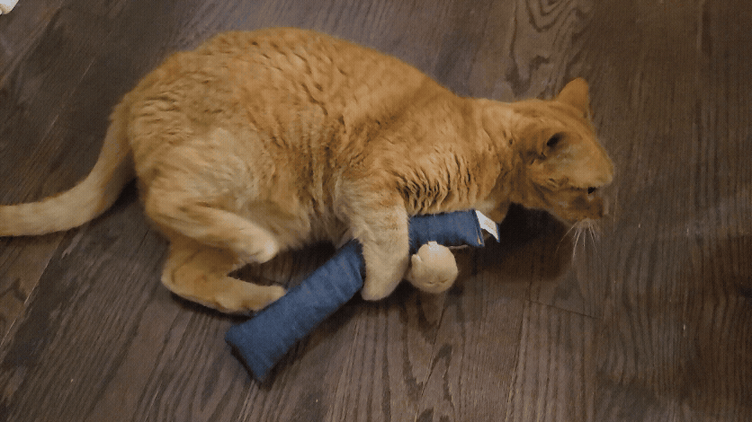 Cat playing with kicker toy