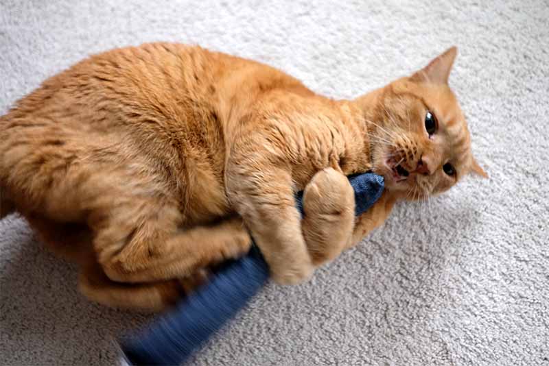 Cat playing with kicker toy