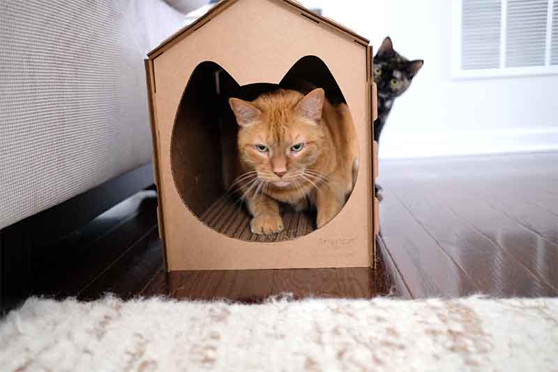 Cat scratcher house with one cat inside and another cat looking from the outside