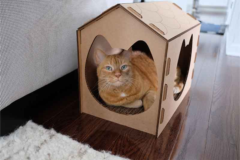 Cat inside scratcher house