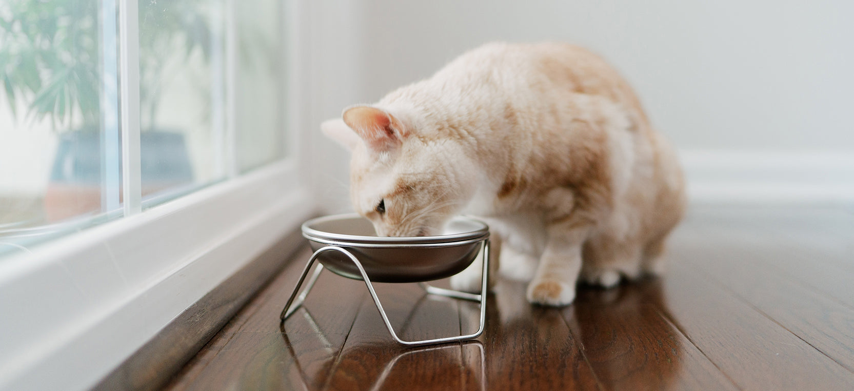 Cat drinking from a stainless steel bowl that is made in the USA